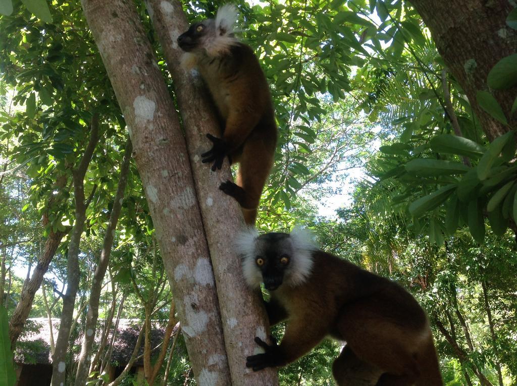 Coco Komba Lodge Nosy Komba Buitenkant foto